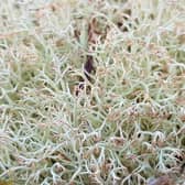 Cladonia lichens love sunlight and doesn't do well in the shade coming from the trees so clearings have been created at Culbin to help the species thrive. Picture: FLS