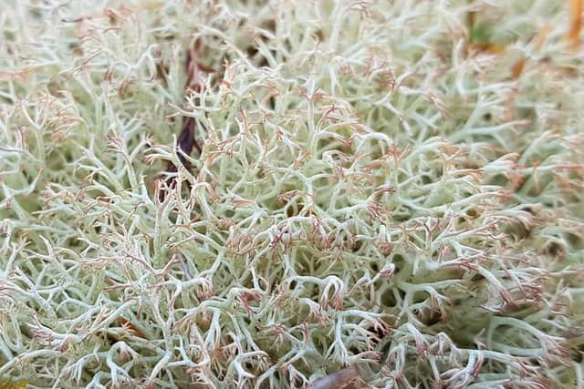 Cladonia lichens love sunlight and doesn't do well in the shade coming from the trees so clearings have been created at Culbin to help the species thrive. Picture: FLS