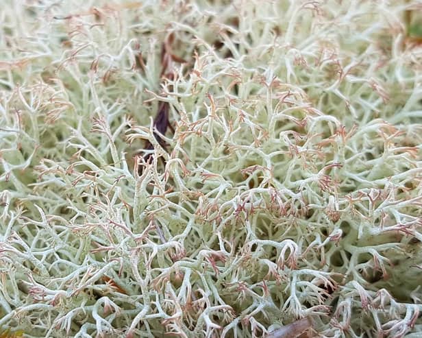 Cladonia lichens love sunlight and doesn't do well in the shade coming from the trees so clearings have been created at Culbin to help the species thrive. Picture: FLS