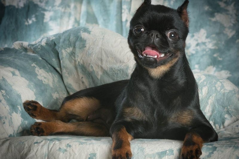 One of the merriest toy dog breeds, the Brussels Griffon is a naturally happy breed that loves to play. They are also likely to make you smile with their cheeky behaviour.