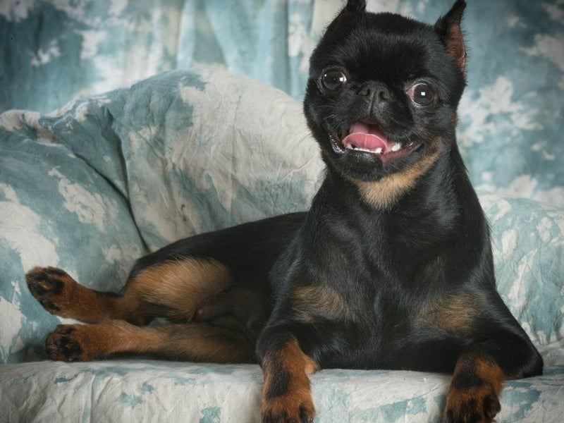 One of the merriest toy dog breeds, the Brussels Griffon is a naturally happy breed that loves to play. They are also likely to make you smile with their cheeky behaviour.