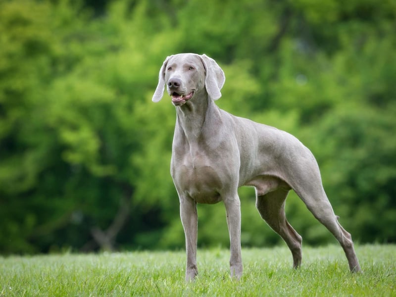 The "grey ghost" was first bred by German royalty to hunt large game like wild boar, deer, and even bears. The Weimaraner gets its nickname from its silver-blue coat and striking light blue or amber eyes. Though they are still used as gun and show dogs, they make wonderful house pets, but they need an active owner.