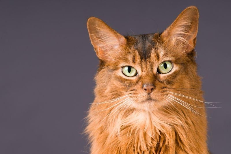 This cat breed is a long haired variation of the earlier mentioned Abyssinian, the Somali is is muscular and able to be taught tricks with good agility and speed.