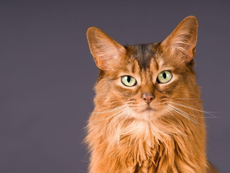 This cat breed is a long haired variation of the earlier mentioned Abyssinian, the Somali is is muscular and able to be taught tricks with good agility and speed.