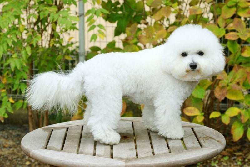 Similar to the Maltese, the Bichon Frise enjoys variety when it comes to food - but the fact they are prone to allergies means caution should be exercised. New dog owners should remember that a pet occasionally refusing food is nothing to worry about, as long as they don't seem to suffering discomfort that is preventing them from chowing down.