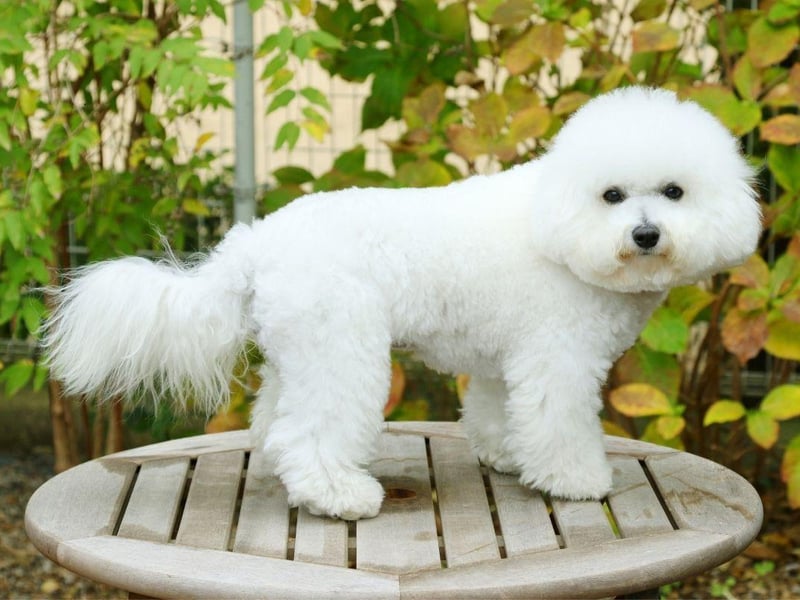 Similar to the Maltese, the Bichon Frise enjoys variety when it comes to food - but the fact they are prone to allergies means caution should be exercised. New dog owners should remember that a pet occasionally refusing food is nothing to worry about, as long as they don't seem to suffering discomfort that is preventing them from chowing down.