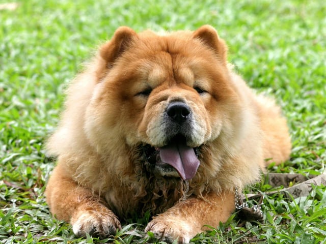 The Chow Chow is so stubborn that's it's often difficult to differentiate between whether it can't go faster, or just doesn't want to go faster. In any event, this breed is not one that is mentally or physically suited for speed.