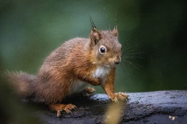 There are estimated to be only 160,000 red squirrels remaining in the UK, 75% of which are in Scotland (pic: Liam McBurney/PA)