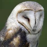 Barn owls have struggled as a result of the intensification of farming (Picture: Joel Saget/AFP via Getty Images)