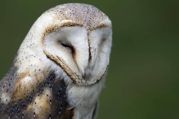 Barn owls have struggled as a result of the intensification of farming (Picture: Joel Saget/AFP via Getty Images)
