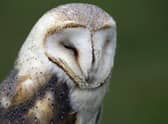 Barn owls have struggled as a result of the intensification of farming (Picture: Joel Saget/AFP via Getty Images)
