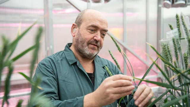 Professor Nigel Halford