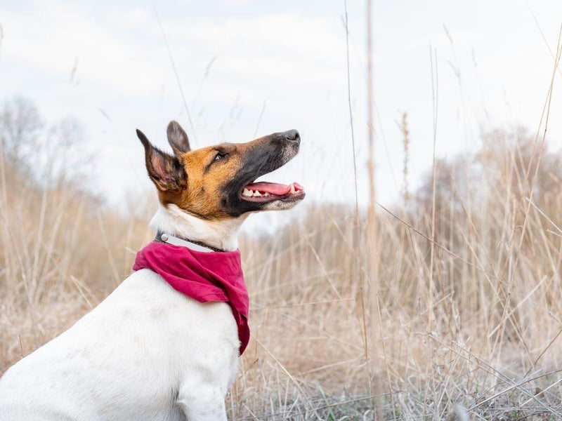 A distict breed in England since at least the 18th century, the Smooth Fox Terrier has proved particularly popular as a show dog over the years. They were originally bred to hunt foxes - hence the name.