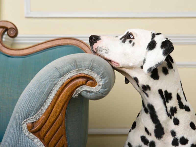 Dalmatians are also strongly associated with firefighting, particularly in the USA, where they would guard the horses who pulled fire engines - stopping them from fleeing the flames.