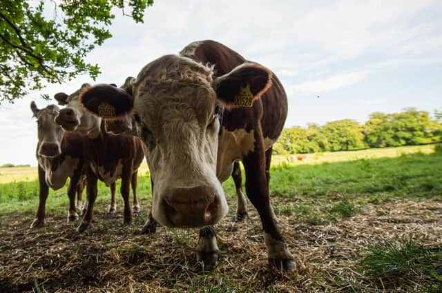 Secrets of cows' stomachs