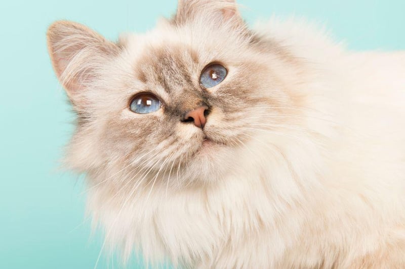 This adorable cat breed loves to play, and be chased around the home in particular. They are very calm and chilled and, with the right introduction, are known to work well with dogs.