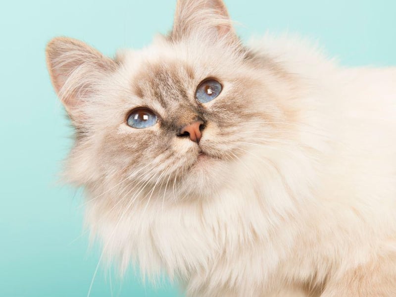 This adorable cat breed loves to play, and be chased around the home in particular. They are very calm and chilled and, with the right introduction, are known to work well with dogs.