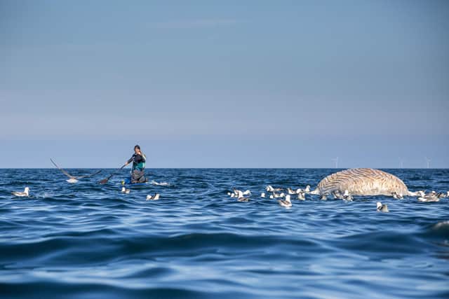 Cal Major found the dead juvenile humpback whale off the coast of Caithness (Photo: James Appleton).