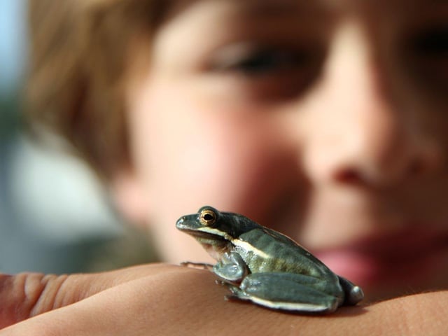 They may be more associated with garden ponds, but there are a whole range of exotic and colourful frogs and toads that can be kept indoors as pets. Around 0.5 per cent of British homes have one of these amphibians under their roof.