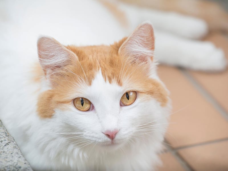 Hailing from the Turkish mountains, the van is considered a luxurious cat. These cats can reach up to 20lbs, though are playful and active - even enjoying a splash in water!