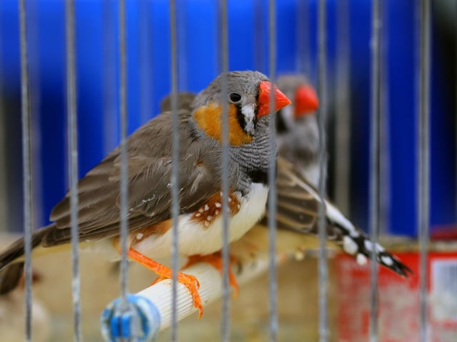 More than 1.3 million of us have a budgie, canary, or other domesticated bird in a cage in our homes - around 2.4 per cent of the population.