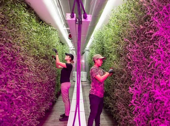 East Lothian urban food producer Agron-Pod