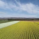 Daffodil fields, Grampian Growers.