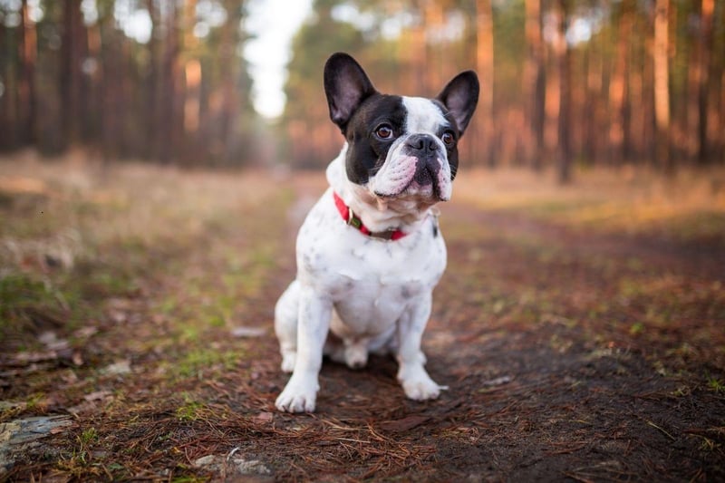 Another breed that needs little in the way of outdoor time, French Bulldogs are easy to groom, dedicated to their owners, and make wonderful companions.