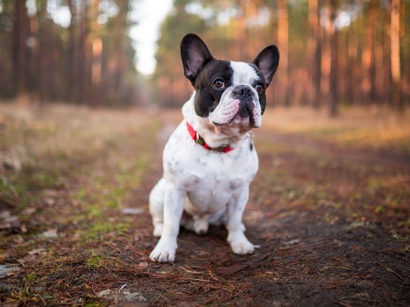 Another breed that needs little in the way of outdoor time, French Bulldogs are easy to groom, dedicated to their owners, and make wonderful companions.