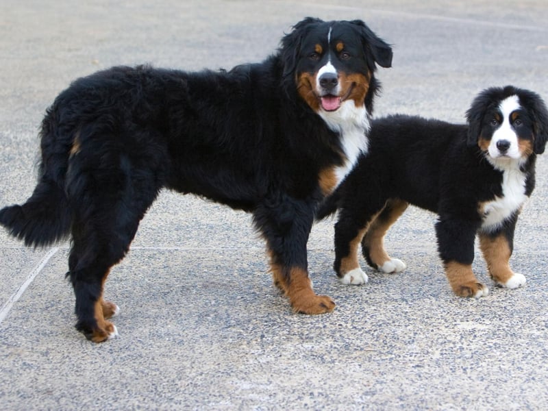 The silky, fluffy coat that makes the Bernese Mountain Dog such a popular and cuddly family pet can be a challenge for those with light carpets, clothing and furniture - they tend to leave a coating of black hair on everything they touch.