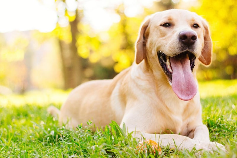 The Labrador Retriever is the UK's favourite breed of dog and will drool copiously if it believes it is about to get fed. To avoid this, make sure you only feed your Lab at set mealtimes, and never offer it treats from the table.
