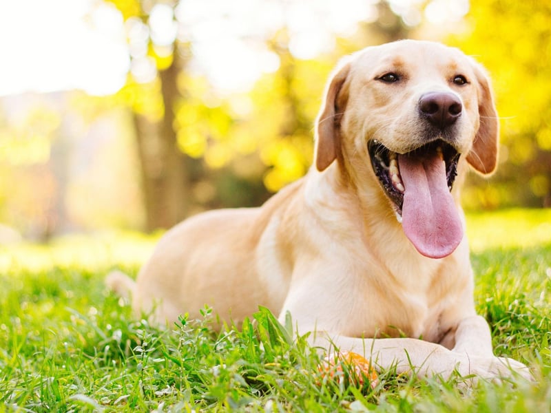 The Labrador Retriever is the UK's favourite breed of dog and will drool copiously if it believes it is about to get fed. To avoid this, make sure you only feed your Lab at set mealtimes, and never offer it treats from the table.