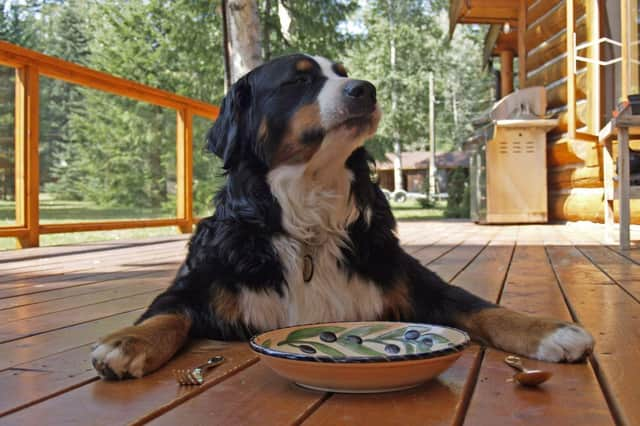 If you use the right recipe there's no reason your dog can't join you in enjoying Pancake Day.