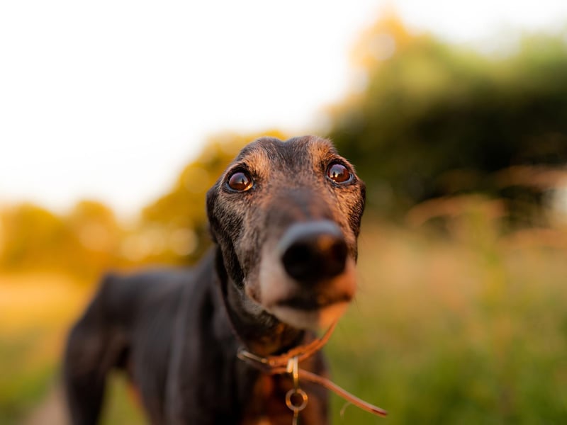 The fastest dog on the planet can also be one of the laziest. When it's running at top speed though, it's not always able to avoid unexpected obstacles and so will sometimes crash into people, objects, and other dogs.