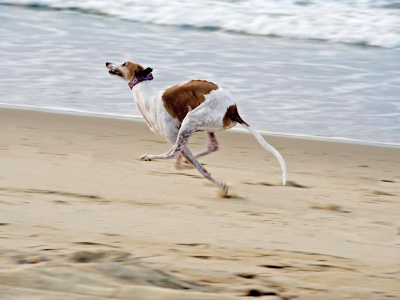 It probably comes as no surprise that the fastest breed of all is the Greyhound. They are born to run, although are surprisingly lazy the rest of the time, and have an incredible top speed of 45mph.