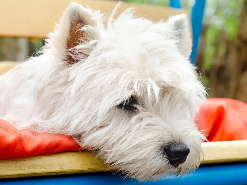 More commonly known as the Westie, the West Highland White Terrier completes the top 10, with 1,460 new puppies registered last year.