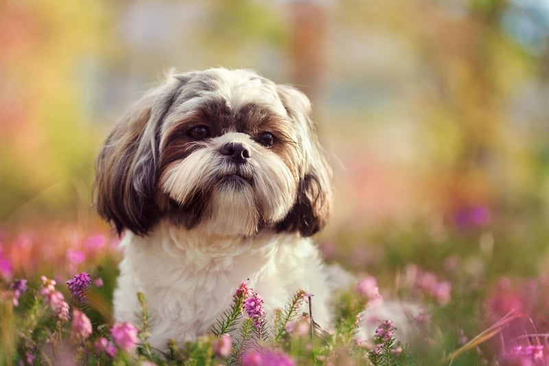 Another small dog with a small voice, the Shih Tzu would rather curl up on your lap for a good pat than make a racket.
