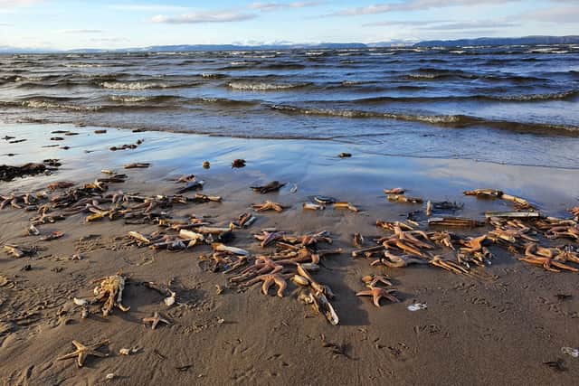 Charlie Maciejewski, from Inverness, was out walking at Culbin Sands when he discovered the stranded sea creatures - which stretched across a 100m expanse of sand on the Moray Firth coast