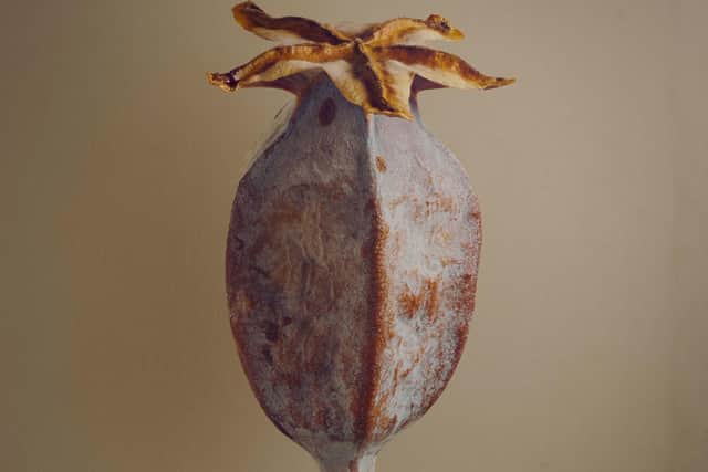 The Opium Poppy