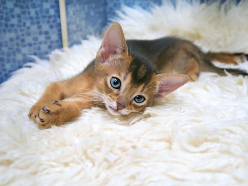 Also known as Abys, the Abyssinian is a short-haired cat with a distinctive tabby coat. They are curious, intelligent family pets that will cost you around £1,000.