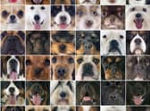 These are the most popular breeds of working dog in the UK.