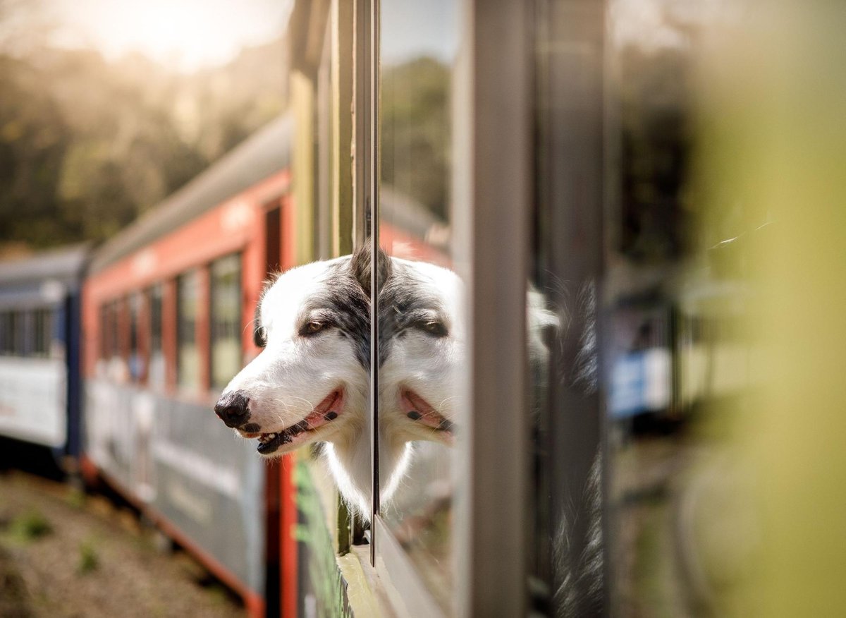 Train journeys with dogs: Here are 8 expert tips before taking your adorable pet pup on a rail trip Train journeys with dogs: Here are 8 expert tips before taking your adorable pet pup on a rail trip