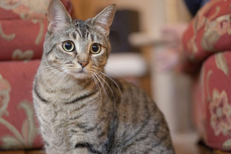 The Egyptian Mau’s reported has the ability to run up to 30 mph - which in turn means they are the fastest domestic cat breed on the globe!