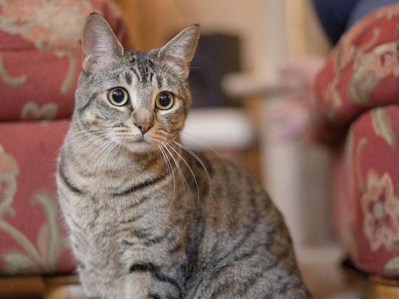 The Egyptian Mau’s reported has the ability to run up to 30 mph - which in turn means they are the fastest domestic cat breed on the globe!