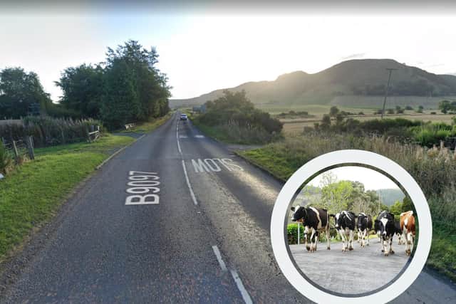 A vet was called out to attend to some cows, after two vehicles drove into them on a road in Kinross.