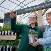 Special Dad Rose is now available in Dobbies stores (© Dobbies Garden Centres).