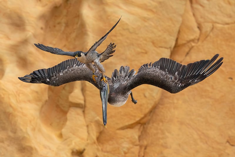 Peregrine Falcon Falco peregrinus and Brown Pelican Pelecanus occidentalis. Southern California, United States.
Category: Bird Behaviour.
GOLD AWARD WINNER and Bird Photographer of the Year 2023.
During the breeding season, a female Peregrine Falcon fiercely protects her young, attacking anything that comes near the nest. For four years, I attempted to capture these rare moments of her attacking large Brown Pelicans with incredible speed and agility. The high-speed chase made it challenging to capture a close-up shot with a long lens. The falcon’s precision was amazing as it struck at the pelican’s head.
Sony A9 II with Sony 600mm f/4 G lens. 600mm; 1/4,000s; f/6.3; ISO 1,000.