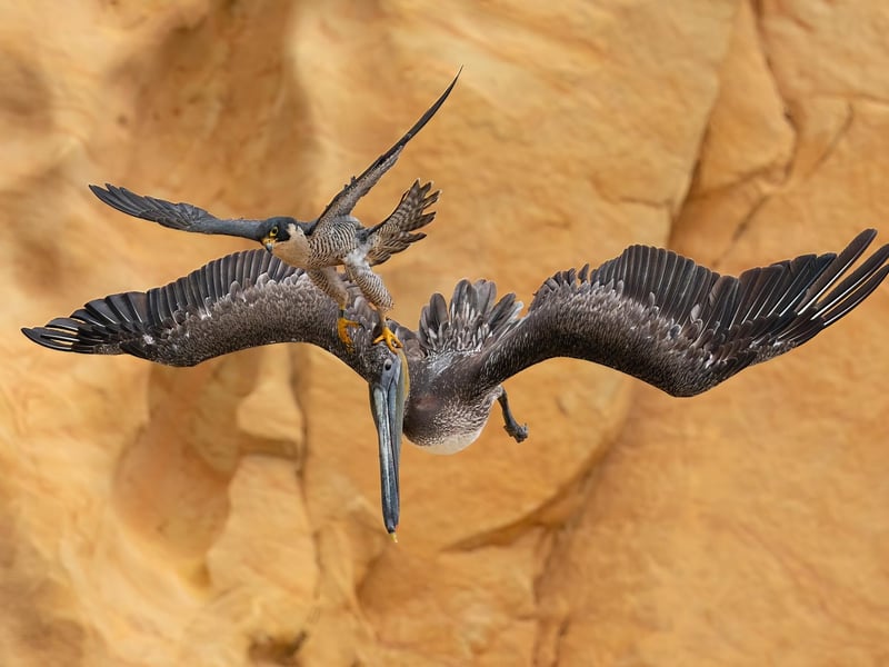 Peregrine Falcon Falco peregrinus and Brown Pelican Pelecanus occidentalis. Southern California, United States.
Category: Bird Behaviour.
GOLD AWARD WINNER and Bird Photographer of the Year 2023.
During the breeding season, a female Peregrine Falcon fiercely protects her young, attacking anything that comes near the nest. For four years, I attempted to capture these rare moments of her attacking large Brown Pelicans with incredible speed and agility. The high-speed chase made it challenging to capture a close-up shot with a long lens. The falcon’s precision was amazing as it struck at the pelican’s head.
Sony A9 II with Sony 600mm f/4 G lens. 600mm; 1/4,000s; f/6.3; ISO 1,000.