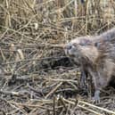 One of the baby beavers sniffs the air as it checks out its new territory -- beavers are considered beneficial for nature, helping to control flooding and boost biodiversity. Picture: Joshua Glavin/Beaver Trust