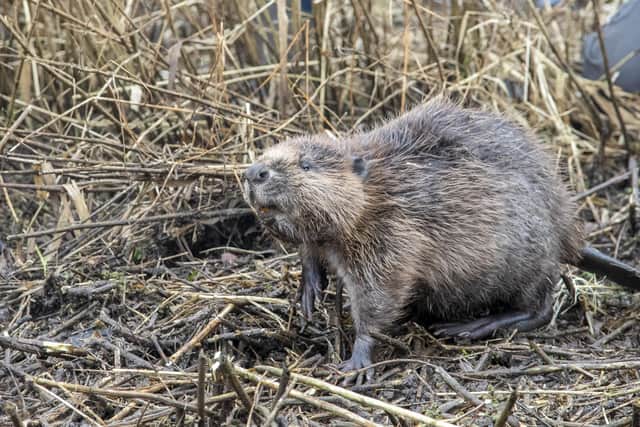 One of the baby beavers sniffs the air as it checks out its new territory -- beavers are considered beneficial for nature, helping to control flooding and boost biodiversity. Picture: Joshua Glavin/Beaver Trust